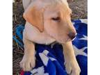 Yellow Lab