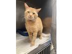 Adopt Garfield a Domestic Short Hair