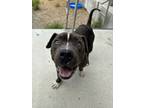 Adopt Bubba (Underdog) a Pit Bull Terrier, Mixed Breed
