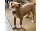 Adopt Stray - Dobby a Pit Bull Terrier