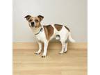 Adopt Piggy D16669 a Jack Russell Terrier