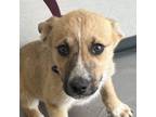 Adopt Dill a Mixed Breed