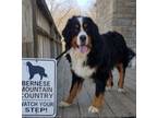 Adopt Magic a Bernese Mountain Dog
