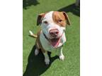 Adopt Edison a Pit Bull Terrier, Mixed Breed