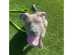 Adopt Cloudy a Mixed Breed