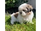 Shih Tzu Puppy for sale in Middlebury, IN, USA
