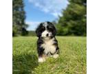 Mutt Puppy for sale in Homewood, IL, USA