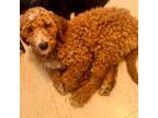 Goldendoodle Puppy for sale in Shinnston, WV, USA