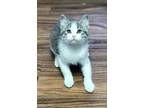 Adopt Toki a Domestic Short Hair, Manx