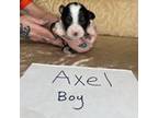 Australian Shepherd Puppy for sale in Westfield, MA, USA
