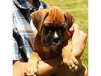 Boxer Puppy for sale in Robesonia, PA, USA
