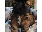 Shih Tzu Puppy for sale in Unionville, MI, USA