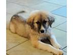 Adopt Manny a Great Pyrenees, Anatolian Shepherd