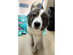 Adopt Hanley a Great Pyrenees, Anatolian Shepherd