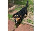 Adopt Mike a Mixed Breed