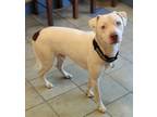 Adopt Juno a Pit Bull Terrier