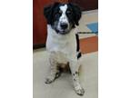 Adopt Johnny a Border Collie, Mixed Breed