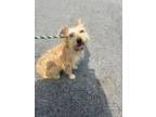 Adopt Moon a Wirehaired Terrier