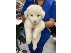 Adopt Chicken Alfredo a Great Pyrenees, Mixed Breed