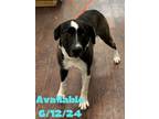 Adopt Dog Kennel #24 a Black Mouth Cur, Labrador Retriever