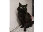 Adopt Dazzle a Domestic Short Hair