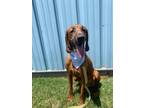 Adopt Rommel a Redbone Coonhound