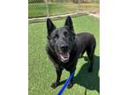 Adopt Felix a German Shepherd Dog