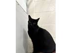 Adopt Turbo a Domestic Short Hair