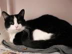 Adopt Jay a Tuxedo