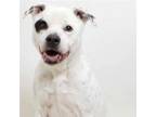 Adopt Stetson a Mixed Breed, Pit Bull Terrier