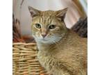 Adopt Iggy a Domestic Short Hair