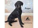 Adopt Ruger a Labrador Retriever, Standard Poodle
