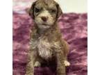 Mutt Puppy for sale in Richland, WA, USA