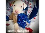 American Pit Bull Terrier Puppy for sale in Miami, FL, USA
