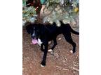 Adopt Mulberry a Bernese Mountain Dog, Boxer