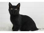Nicky - SEE ME AT PETCO! Bombay Kitten Male