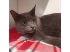 Adopt Rocky Doodle Dandy a Domestic Short Hair