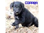 Adopt the Crayola Litter: Copper a Standard Poodle, Border Collie