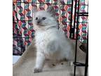 Italian Treats - CREAM PUFF - Pending Domestic Longhair Kitten Female