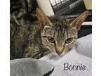 Bonnie Domestic Shorthair Adult Female