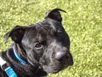 Adopt Bubba a Pit Bull Terrier, Mixed Breed