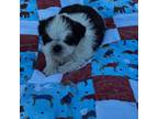 Shih Tzu Puppy for sale in Lebanon, MO, USA