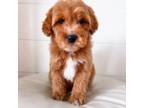 Cavapoo Puppy for sale in Preston, ID, USA