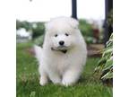 Samoyed Puppy for sale in Millersburg, OH, USA