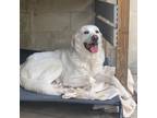 Adopt Murphy a Great Pyrenees