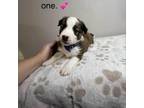 Adopt Dark Blue Male a Pit Bull Terrier, Australian Shepherd