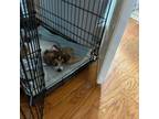 Adopt Rip a Beagle