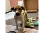 Adopt Flapjack - Likes People and Dogs! a Mixed Breed