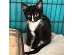 Adopt Marvin Lee a Domestic Short Hair