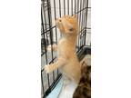 Adopt Be Orange a Domestic Short Hair